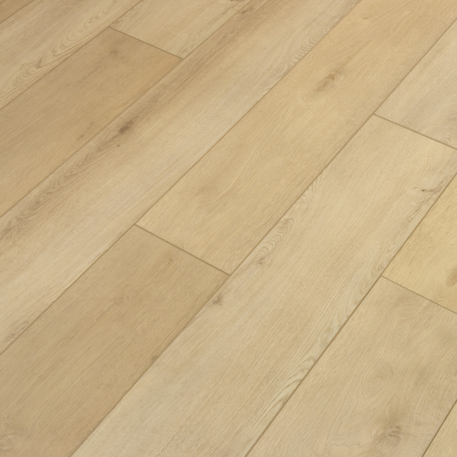 Sandbar Oak